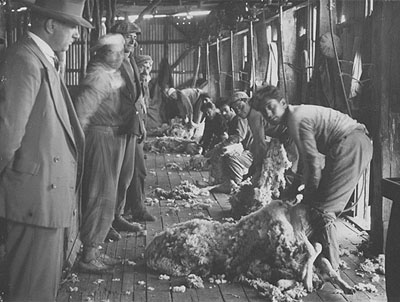 sheep shearers