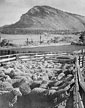sheep-pen