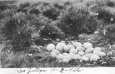 ostrich eggs