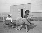 sheep power