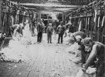 shearing sheep