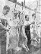 sanitary inspection