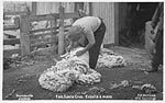 shearing